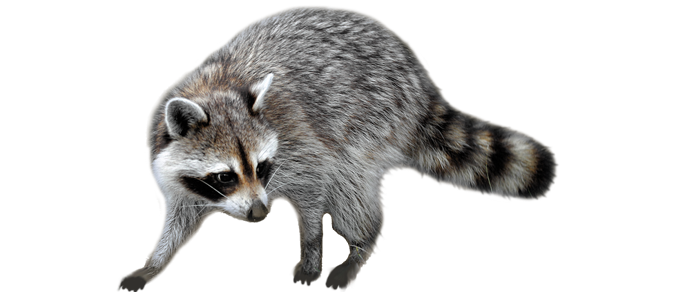 Raccoon Png - Raccoon, Transparent background PNG HD thumbnail