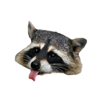 Raccoon Png Clipart Png Image - Raccoon, Transparent background PNG HD thumbnail