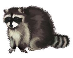 Raccoons - Raccoon, Transparent background PNG HD thumbnail