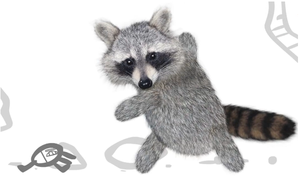 Rf Vs Raccoon.png - Raccoon, Transparent background PNG HD thumbnail