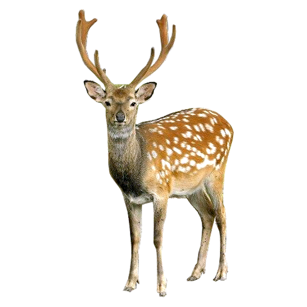 Deer Png File Png Image - Raindeer, Transparent background PNG HD thumbnail