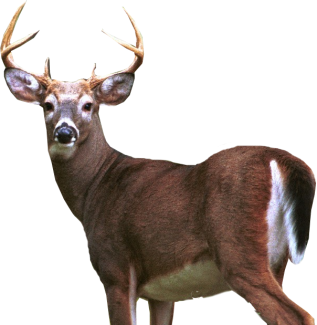 Deer Png Image - Raindeer, Transparent background PNG HD thumbnail
