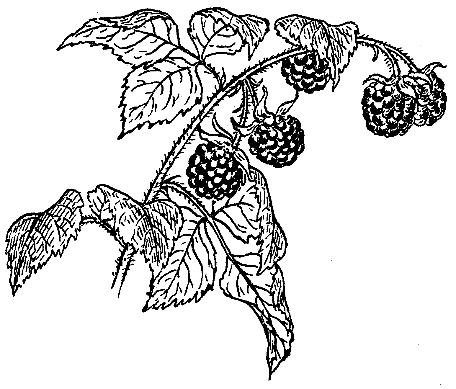 File:raspberry (Psf).png - Raspberry Black And White, Transparent background PNG HD thumbnail