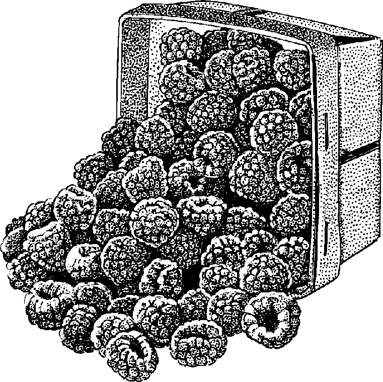 Raspberry PNG Black And White