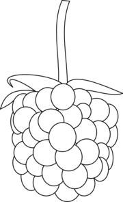 Raspberry Outline Clip Art - Raspberry Black And White, Transparent background PNG HD thumbnail