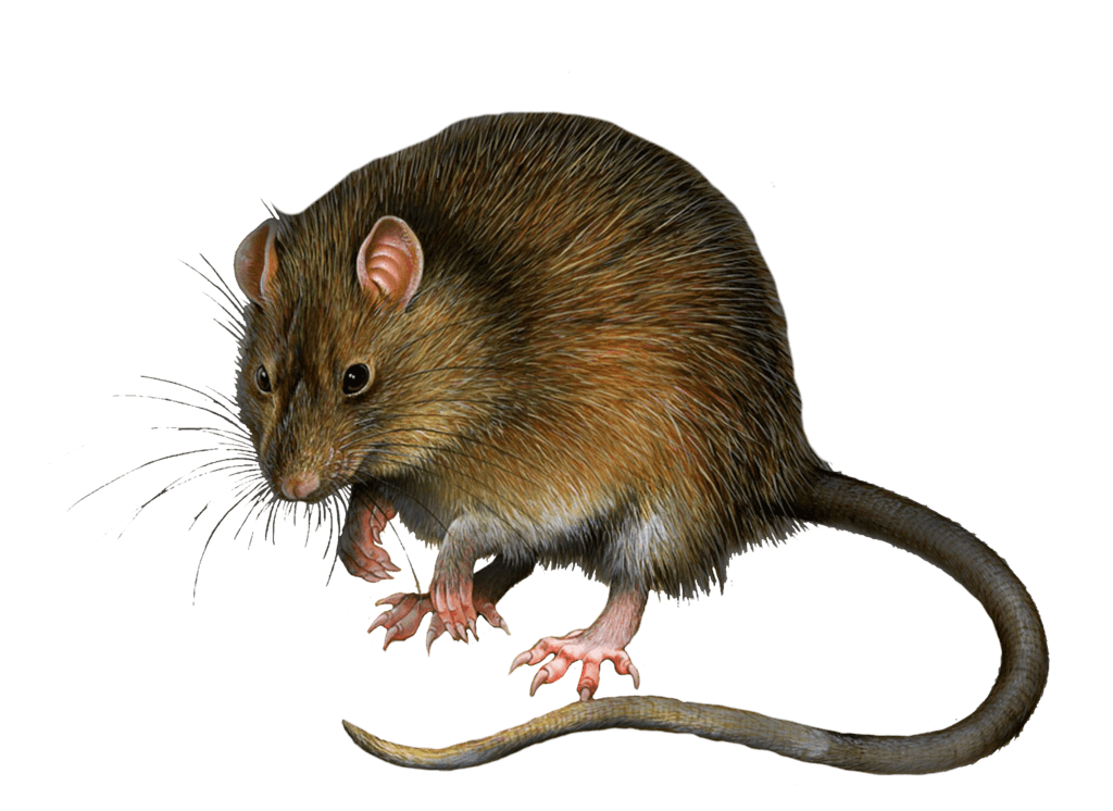 Download Png Image   Mouse Rat Png Image - Rat Mouse, Transparent background PNG HD thumbnail