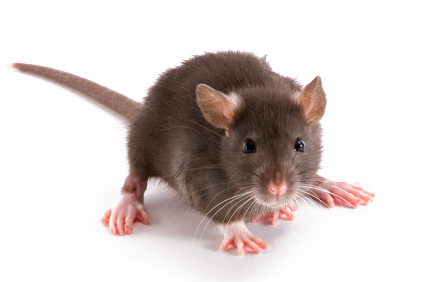 For Self Defense, Rats Are Nocturnal And Become Active After A Premises Has Become Quiet, Or About One 1/2 Hour After Dusk. When Left Alone They Will Roam Hdpng.com  - Rat Mouse, Transparent background PNG HD thumbnail