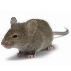 House Mouse - Rat Mouse, Transparent background PNG HD thumbnail
