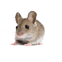 Little Mouse Rat Png Image Png Image - Rat Mouse, Transparent background PNG HD thumbnail