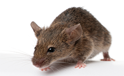Mice - Rat Mouse, Transparent background PNG HD thumbnail