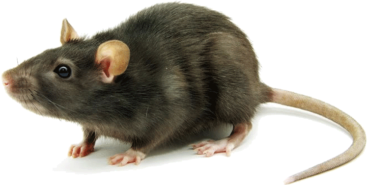 Mice U0026 Rats Commonly Found In The Canberra Act Area - Rat Mouse, Transparent background PNG HD thumbnail