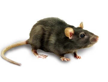 Mouse, Rat Png Image - Rat Mouse, Transparent background PNG HD thumbnail