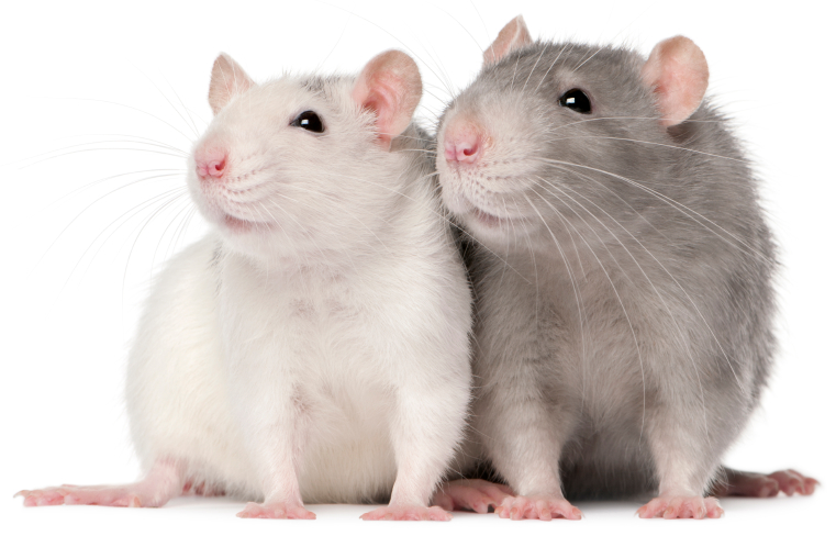Rats And Mice - Rat Mouse, Transparent background PNG HD thumbnail