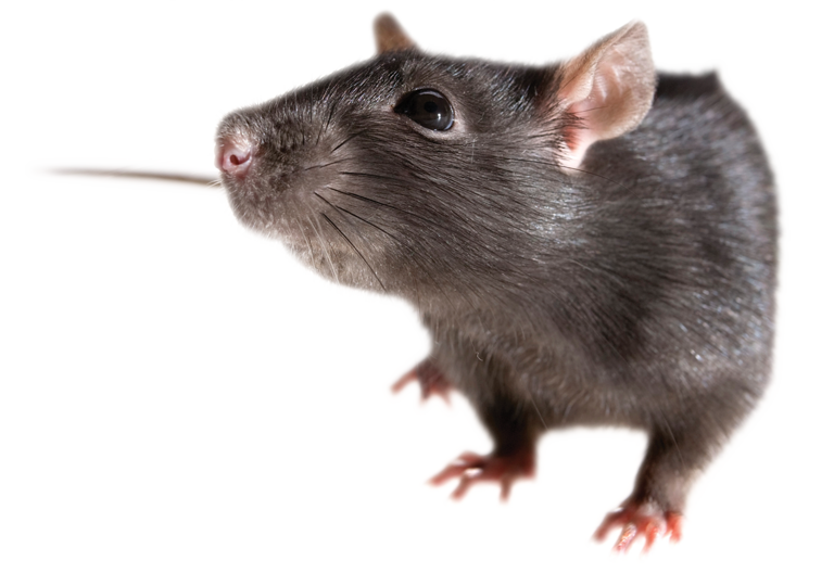 Rats , Pest Control - Rat Mouse, Transparent background PNG HD thumbnail