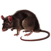 Brown Rat.png - Rat, Transparent background PNG HD thumbnail
