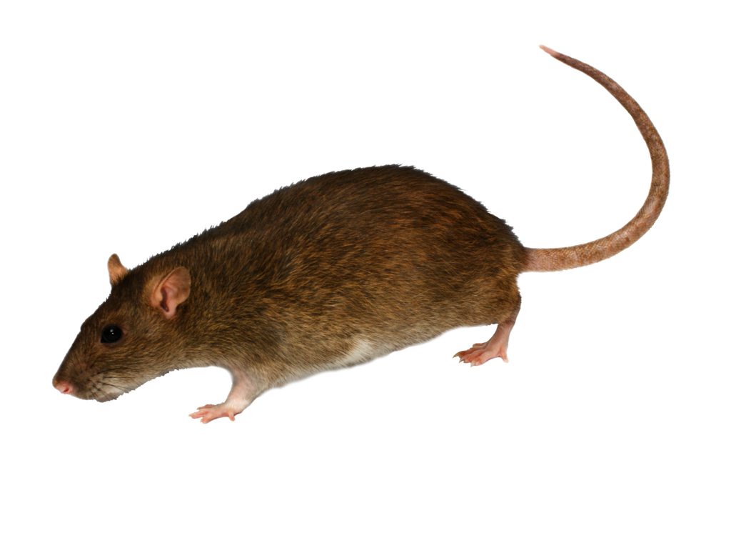 Rat PNG Transparent Image