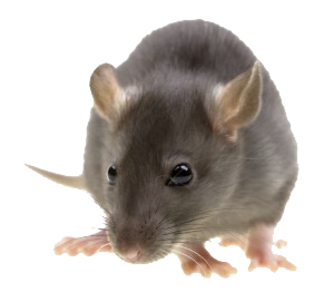 Mouse, Rat Png Image   Rat Mouse Png - Rat, Transparent background PNG HD thumbnail
