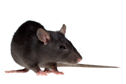 Mouse Rat Png   Rat Mouse Png - Rat, Transparent background PNG HD thumbnail