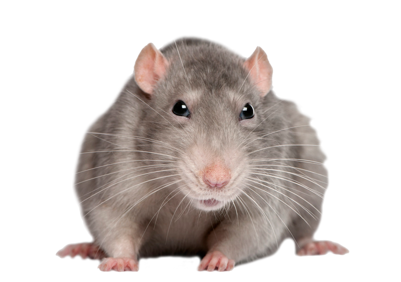 Mouse Rat Png   Rat Png - Rat, Transparent background PNG HD thumbnail