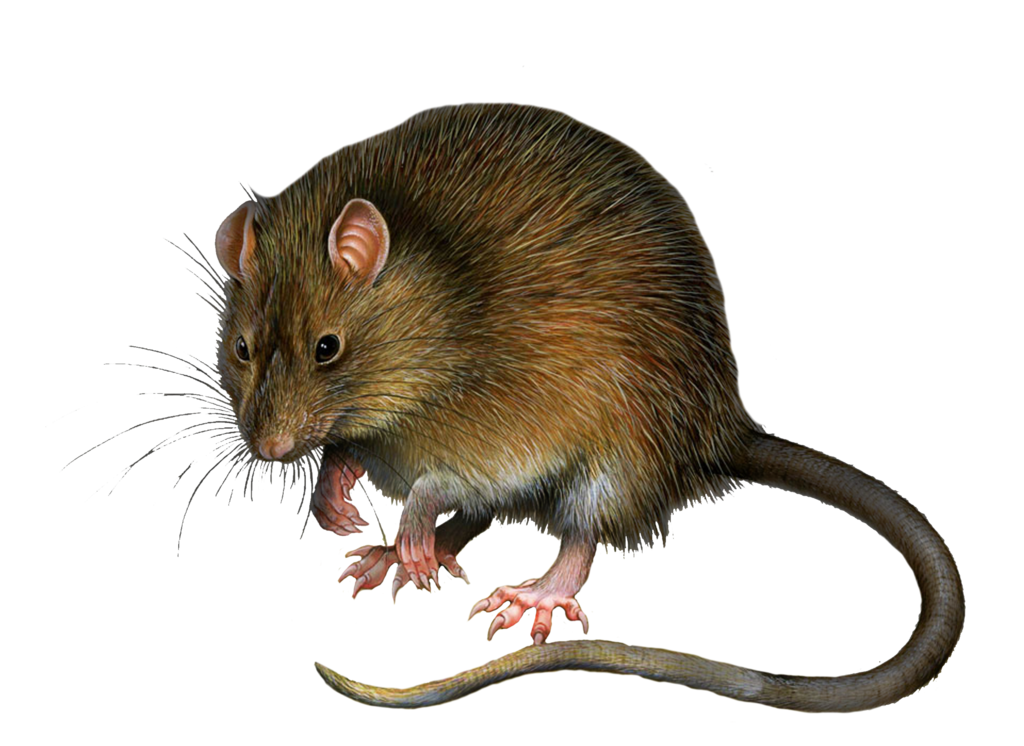 Rat PNG Clipart