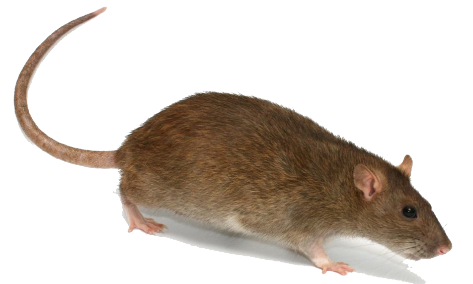 mouse, rat PNG image - Rat Mo