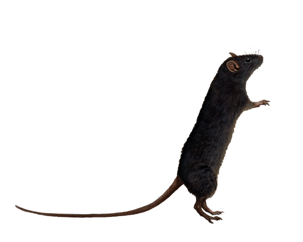 Png Rat 6 By Moonglowlilly Png Rat 6 By Moonglowlilly - Rat, Transparent background PNG HD thumbnail