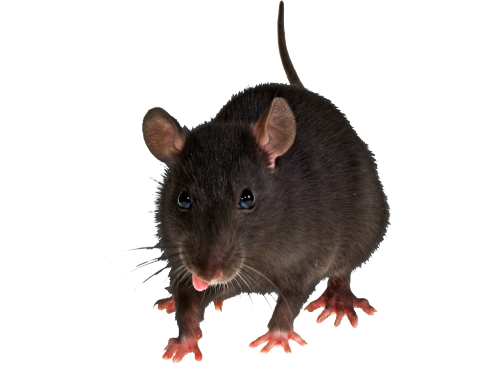 Png Rat By Moonglowlilly - Rat, Transparent background PNG HD thumbnail