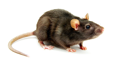 Rat - Rat, Transparent background PNG HD thumbnail