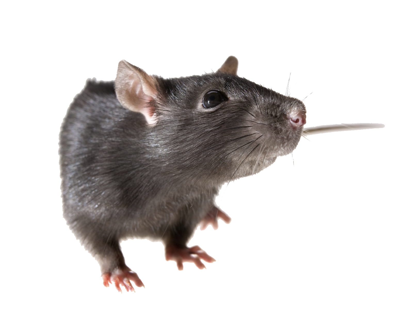 Png Rat 6 by Moonglowlilly Pn