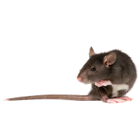 Rat PNG Pic