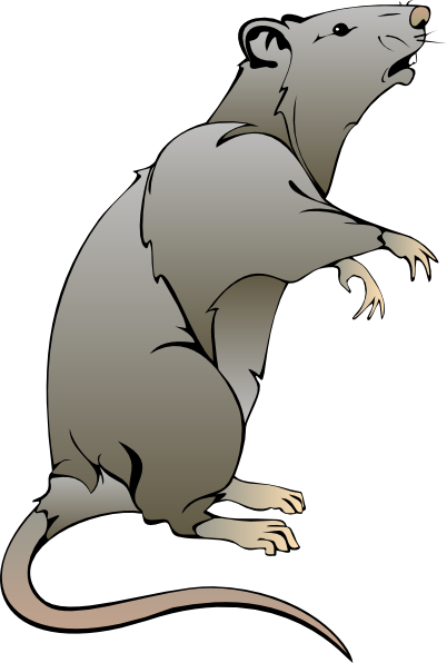 Cartoon Rat Drawings Rat Clip - Rats, Transparent background PNG HD thumbnail