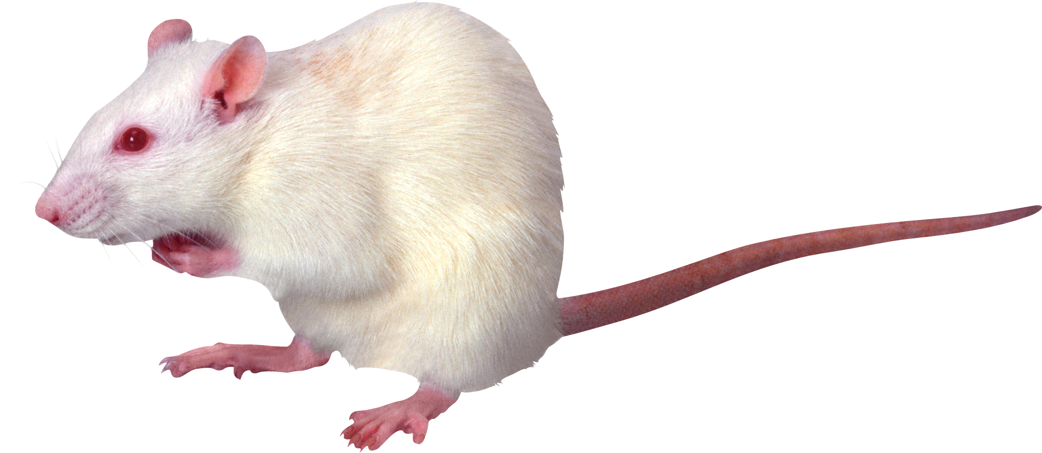 Rat Png Clipart PNG Image
