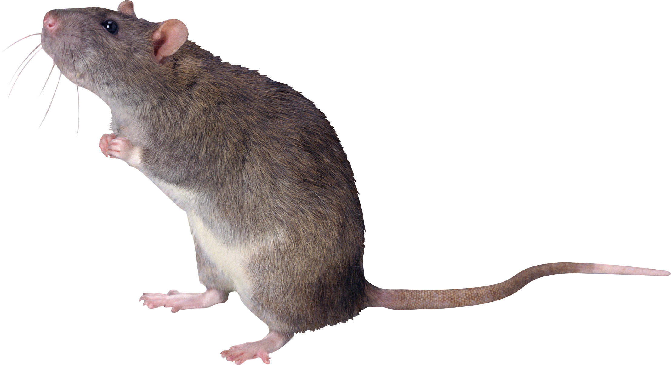 Rat Png Clipart PNG Image