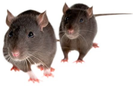 Mulierchile - Cute Rat PNG