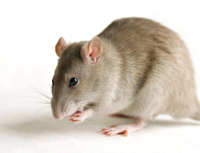 Rat - Rats, Transparent background PNG HD thumbnail