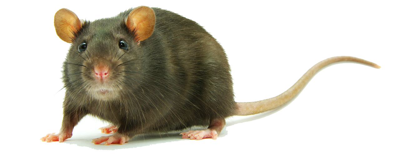 Rat Png Clipart - Rats, Transparent background PNG HD thumbnail