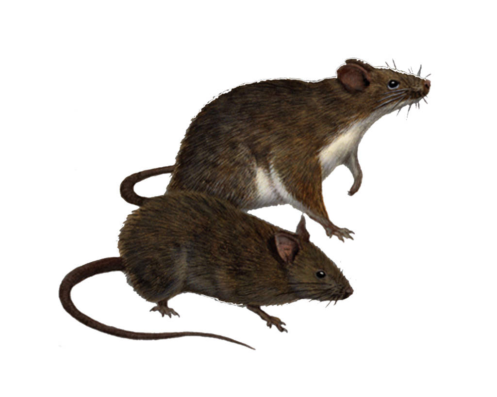 Mulierchile - Cute Rat PNG