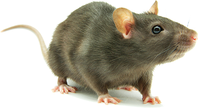 mouse, rat PNG image - Rat Mo