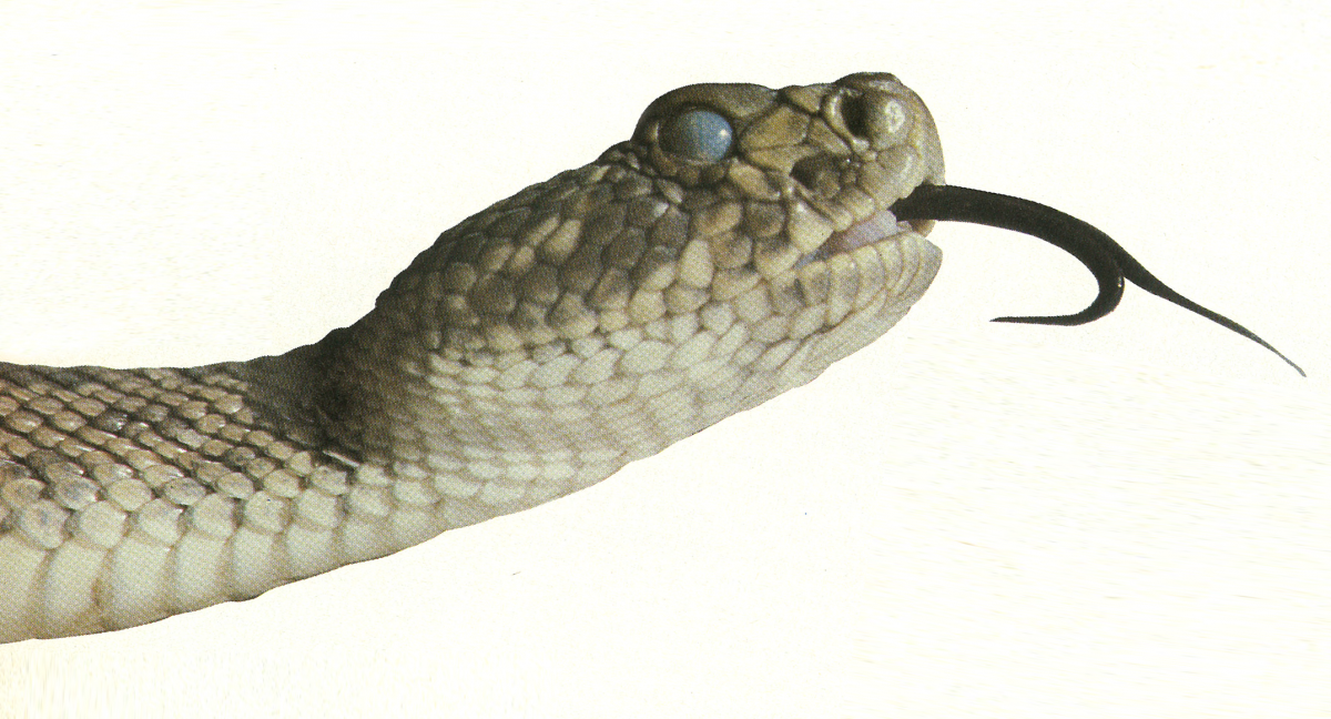 A Prairie Rattlesnake - Rattlesnake, Transparent background PNG HD thumbnail