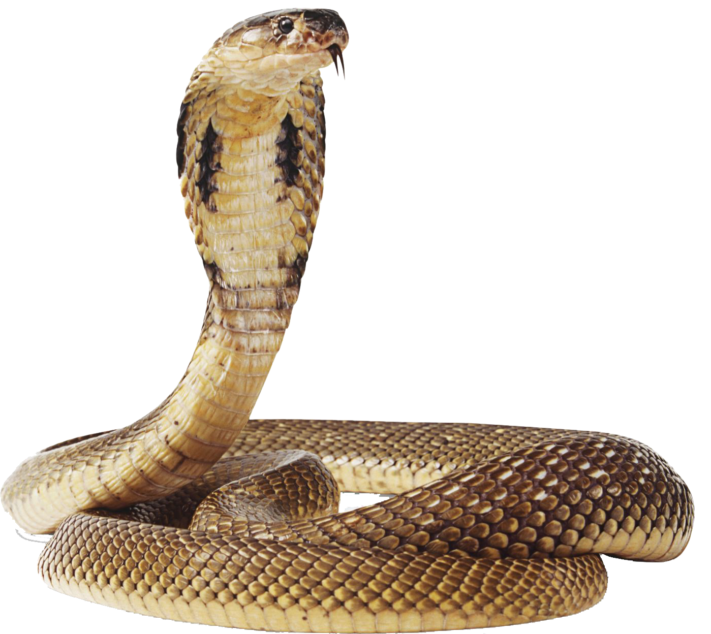 Cobra Snake Png Transparent Image - Rattlesnake, Transparent background PNG HD thumbnail