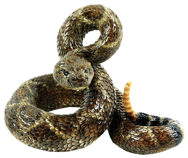Crotalus Atrox, The U201Cwestern Diamondback Rattlesnakeu201D, Is A Venomous Rattlesnake Species Found In The United States And Mexico. It Is Likely Responsible For Hdpng.com  - Rattlesnake, Transparent background PNG HD thumbnail