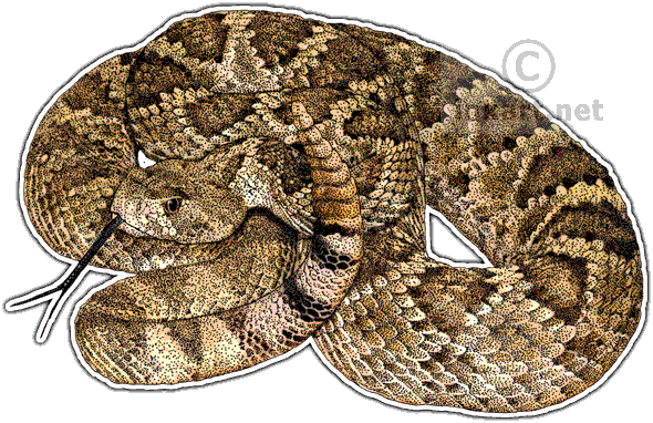 Mojave Rattlesnake Art Decal - Rattlesnake, Transparent background PNG HD thumbnail