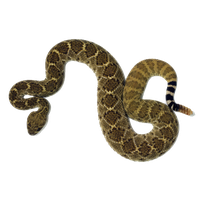 Rattlesnake Png Clipart Png Image - Rattlesnake, Transparent background PNG HD thumbnail