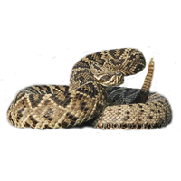 Rattlesnake Png Image Png Image - Rattlesnake, Transparent background PNG HD thumbnail
