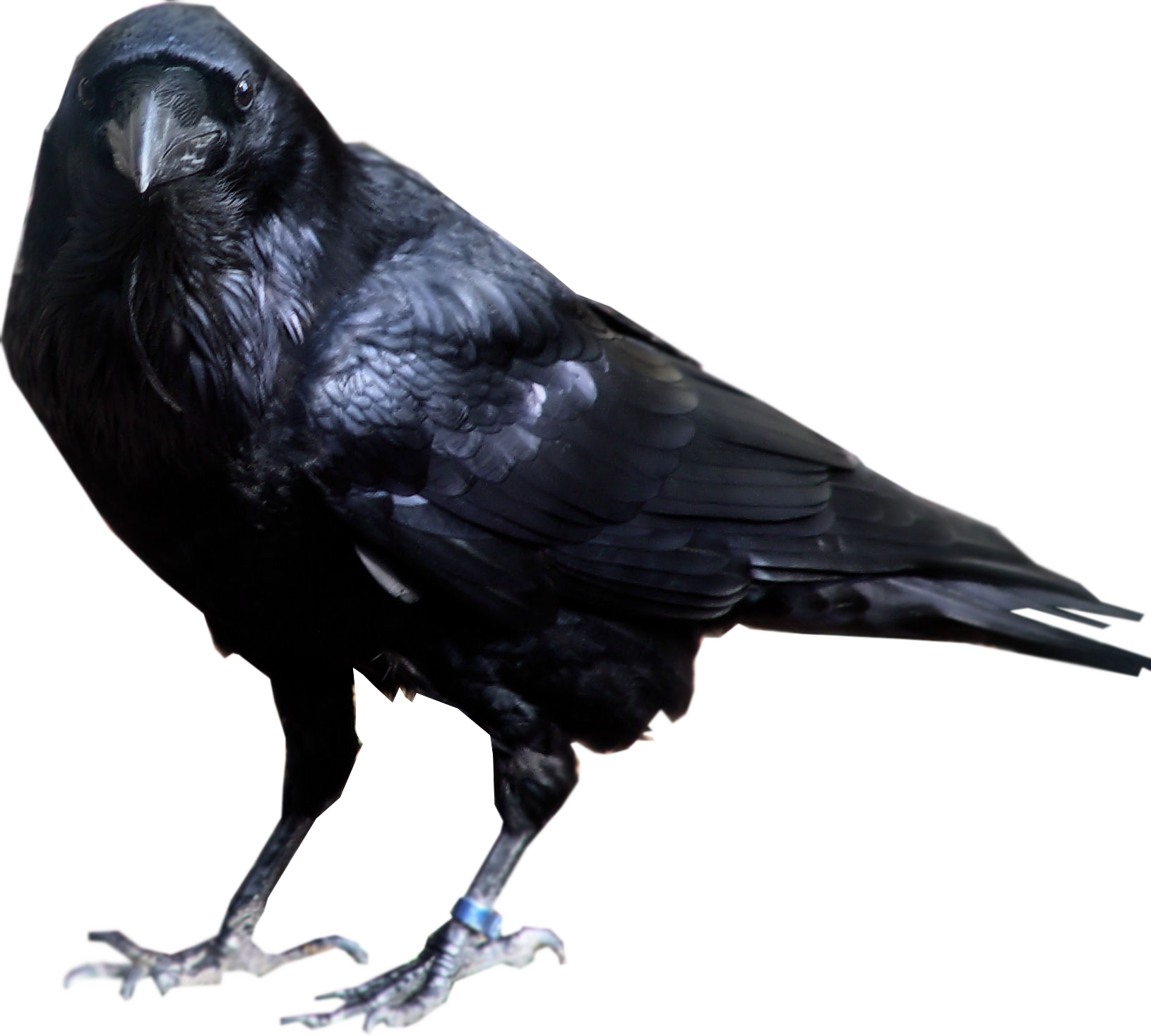 Raven Bird Transparent Background - Raven, Transparent background PNG HD thumbnail