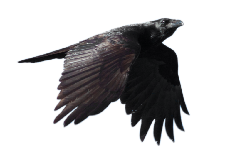 Raven Flying Png Free Download - Raven, Transparent background PNG HD thumbnail