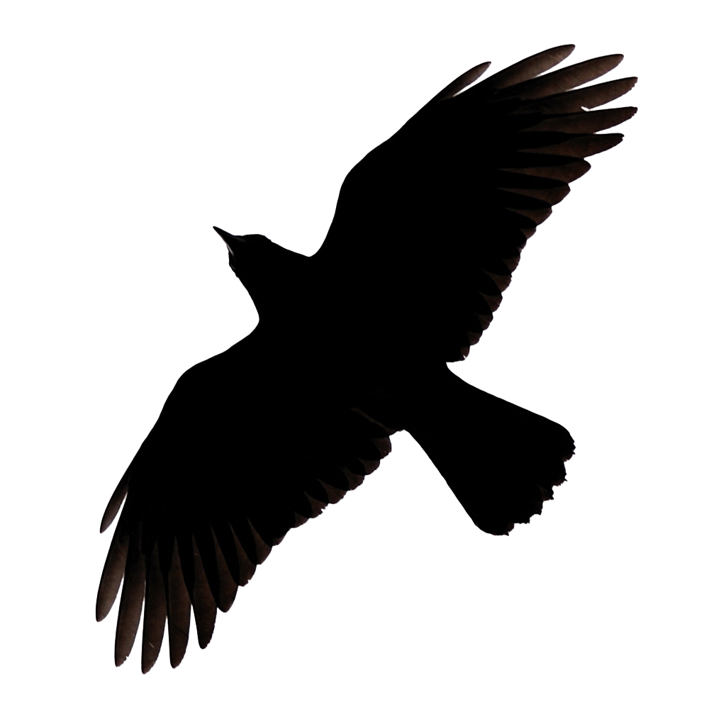 Raven Flying Png Image - Raven, Transparent background PNG HD thumbnail