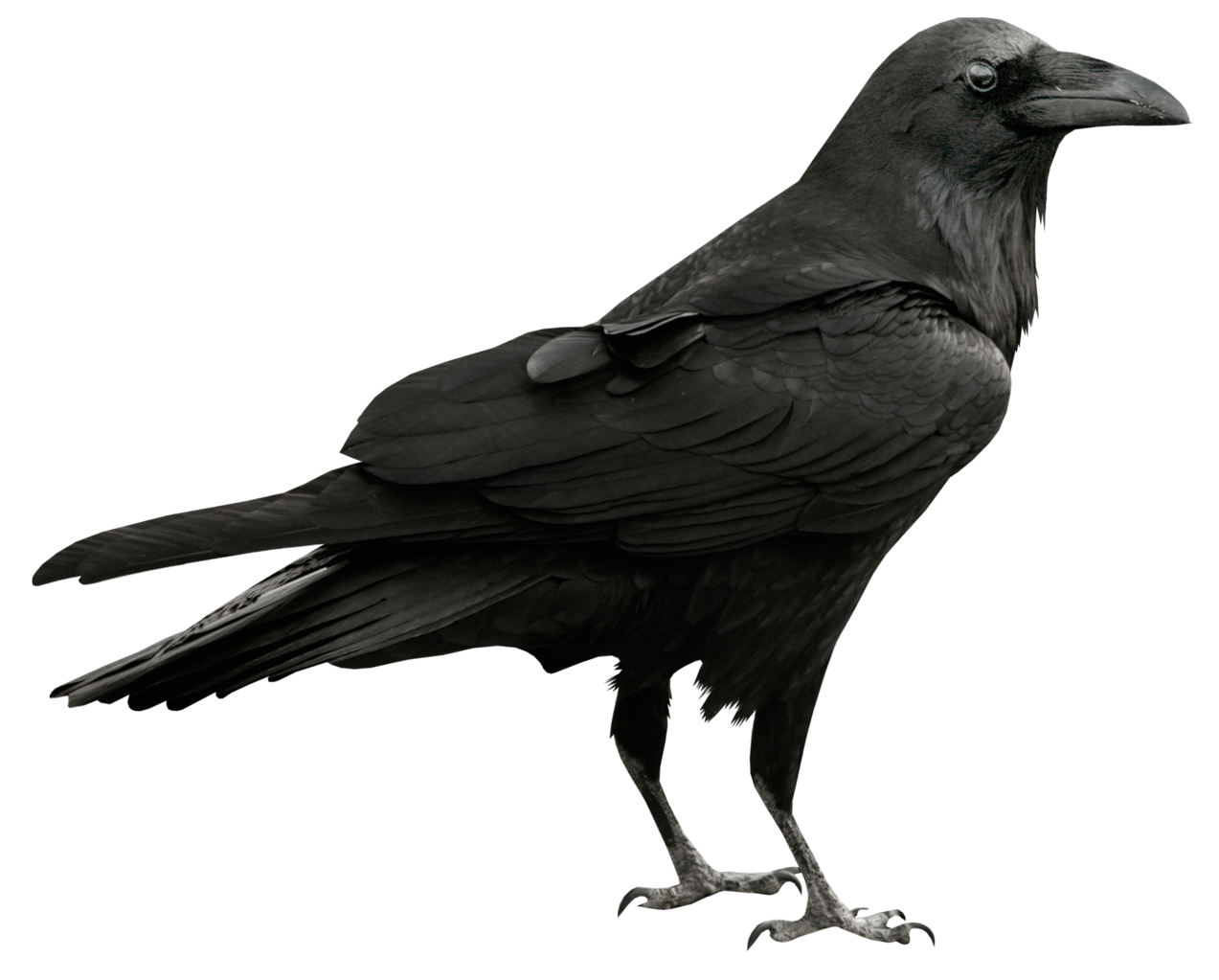 Raven PNG-PlusPNG.com-477