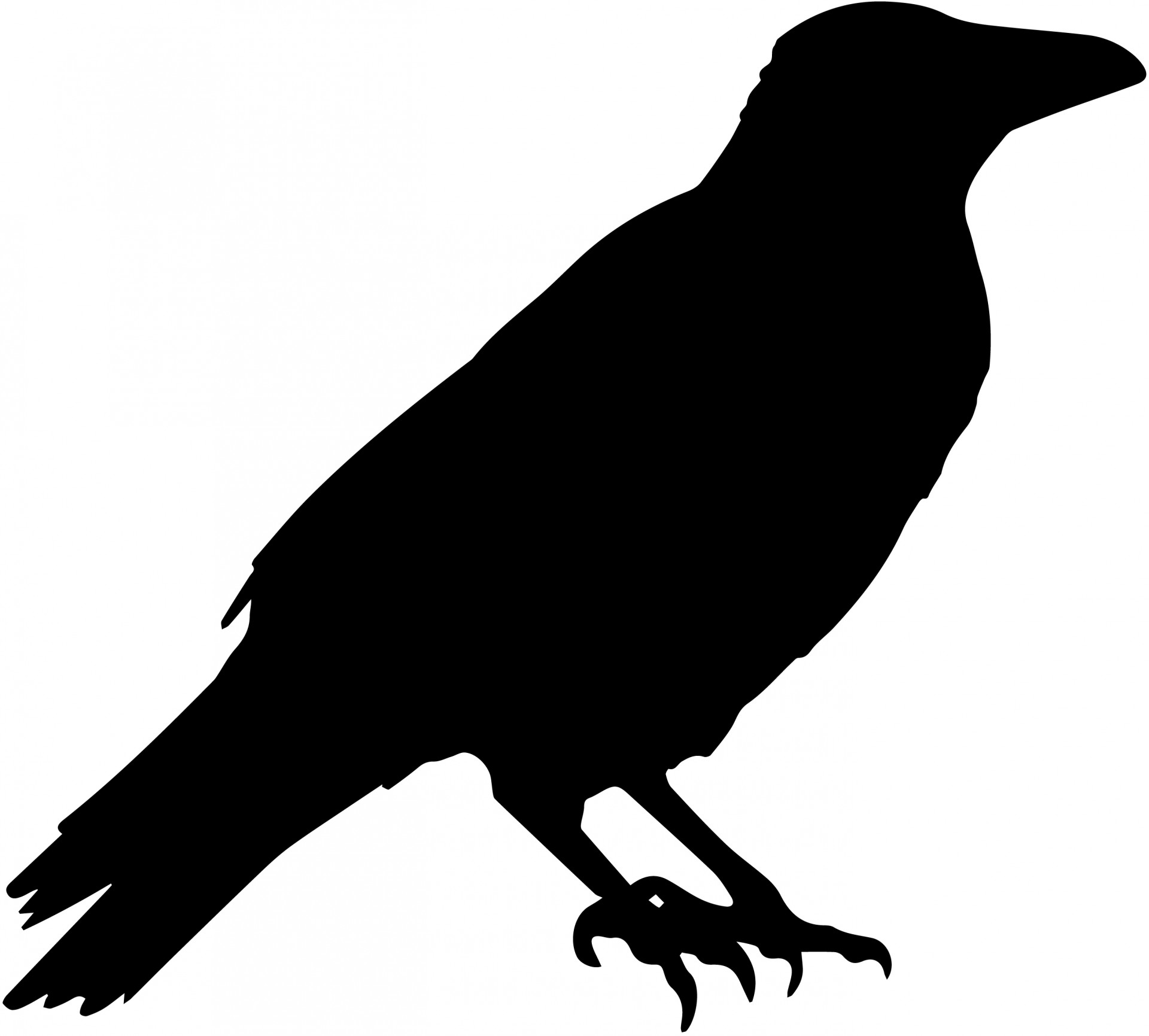 Crow Vector Silhouette - Raven Public Domain, Transparent background PNG HD thumbnail