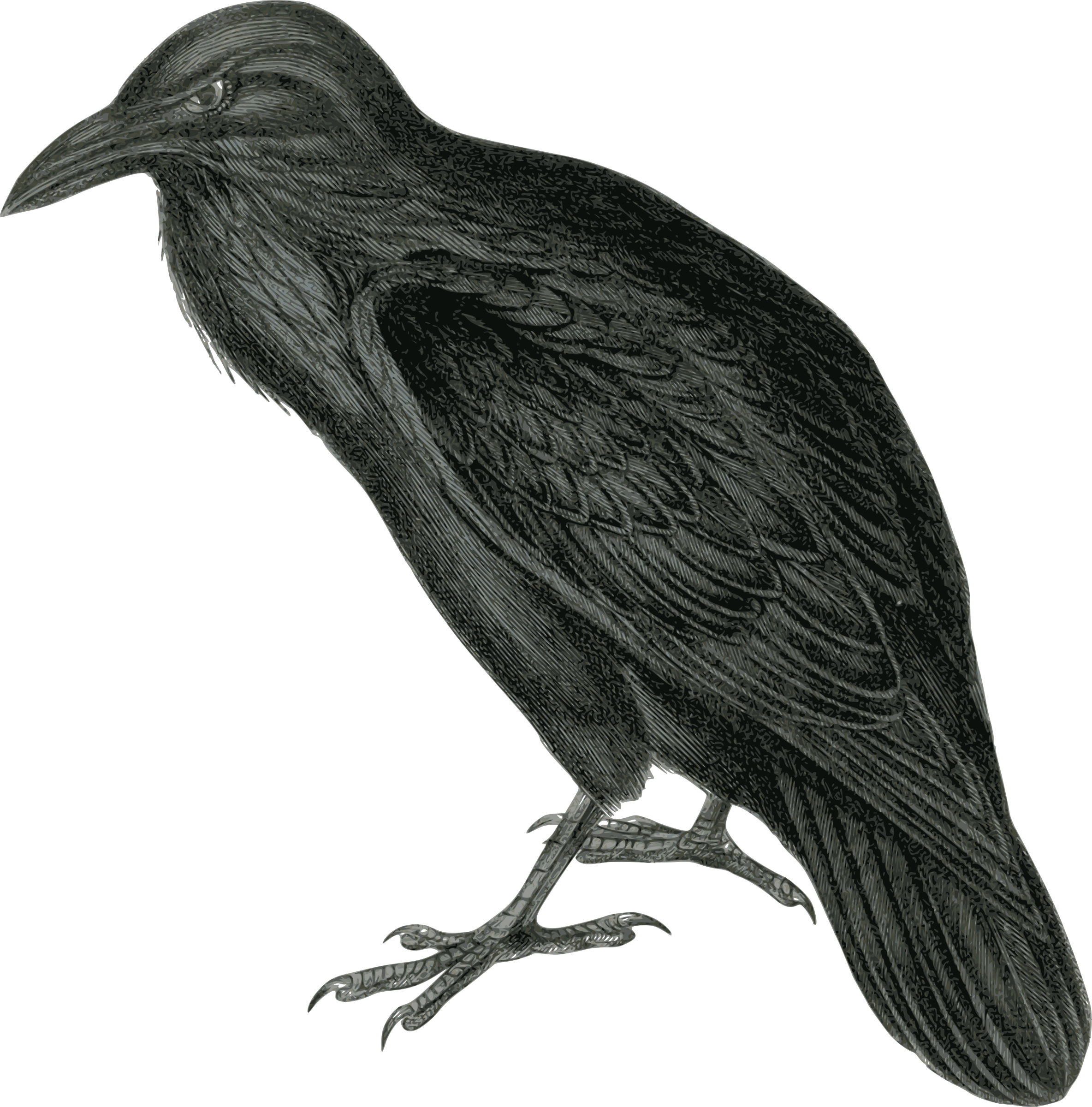 Detailed Raven Vector Art. Graphic By Gustavorezende. - Raven Public Domain, Transparent background PNG HD thumbnail